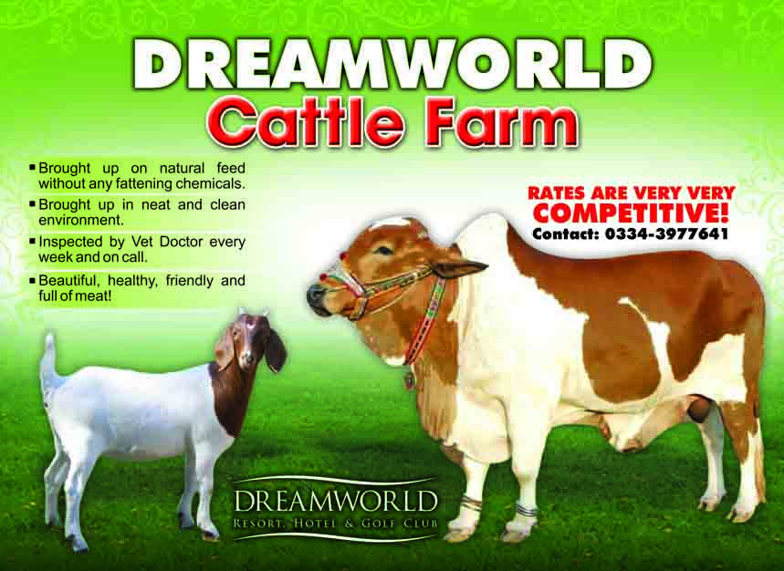 Dreamworld Offers